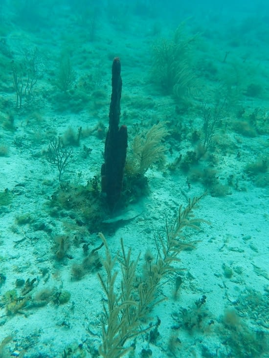 corail géant