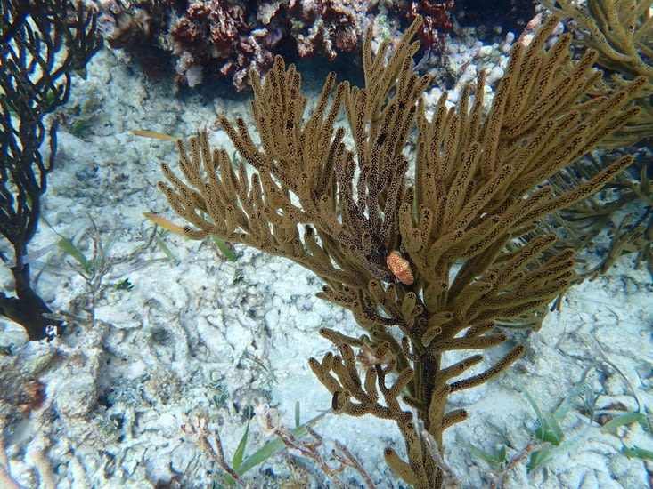 étrange chose orange accroché au corail