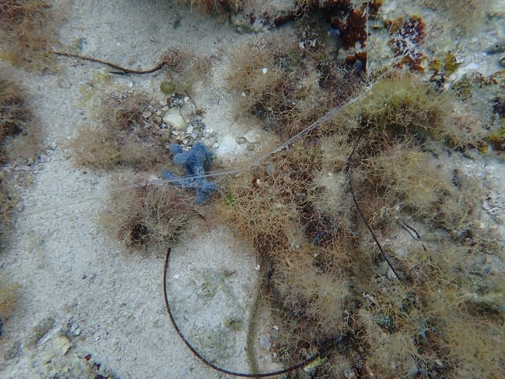 corail bleu et fils blancs vivant