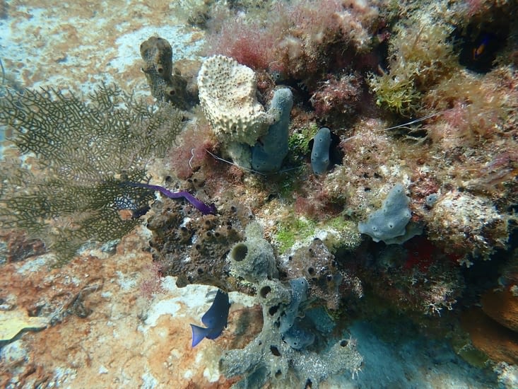 corail violet