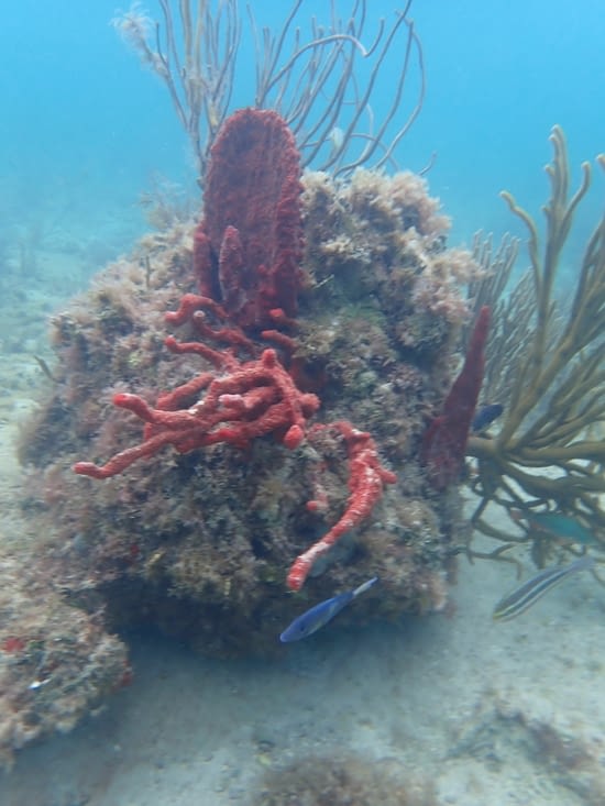 magnifique corail rouge