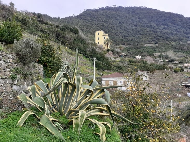 Corniglia