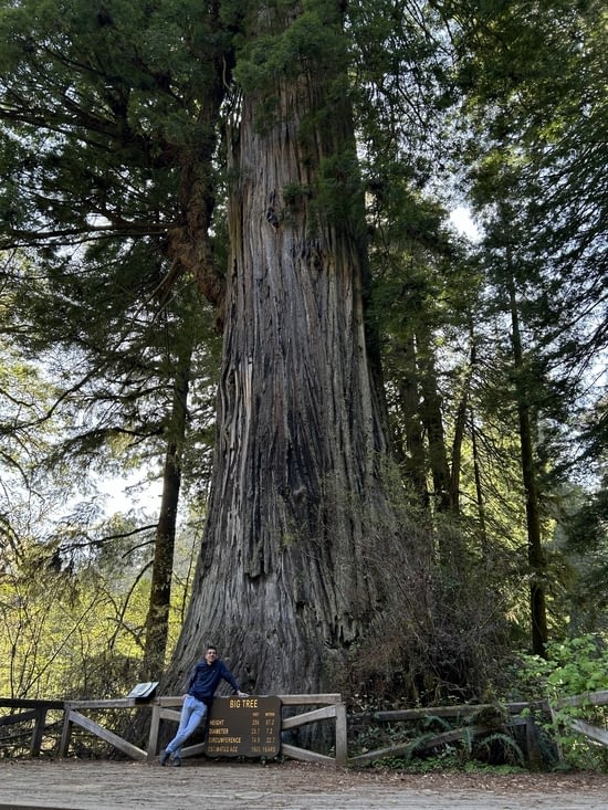 Le Big Tree (87m de haut • 1500 ans)