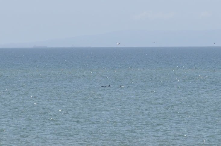 Nous avons aperçu quelques dauphins en arrivant sur Santa Monica