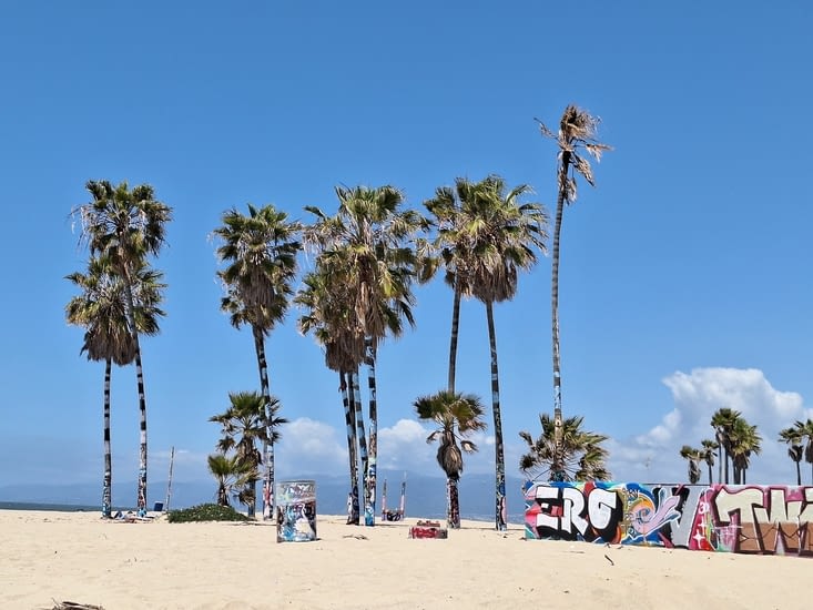 Ils taguent carrément les palmiers à Los Angeles
