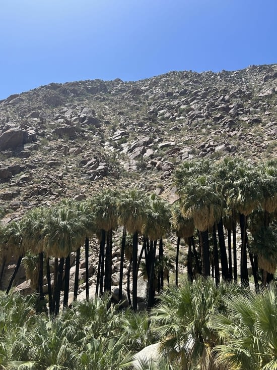 Les palmiers au beau milieu du canyon