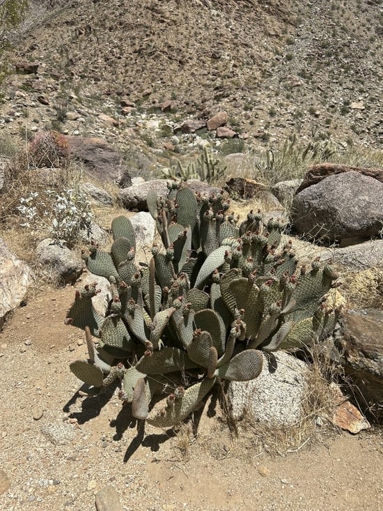 Tout plein de sortes de cactus