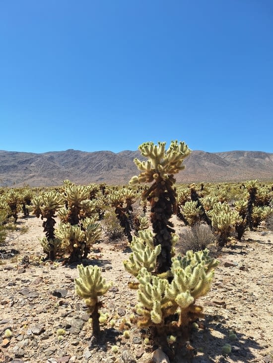 Des milliers de cactus