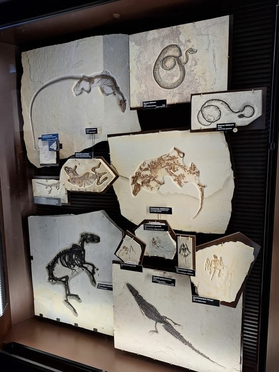 Quelques fossils retrouvés ici