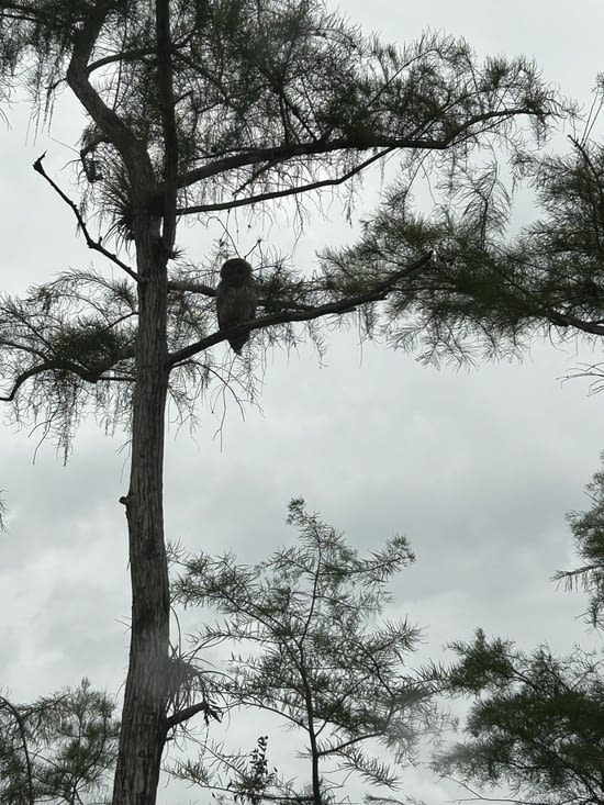 C’est chouette ça