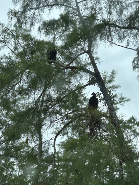 Des grands espèces de vautours