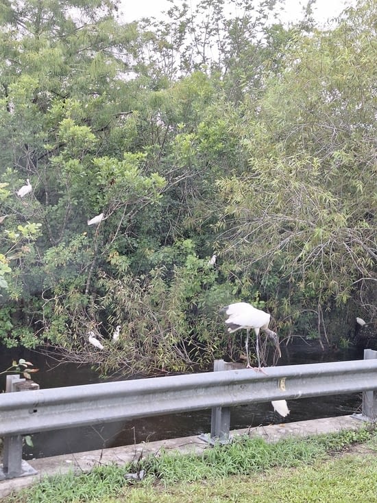 Des superbes oiseaux