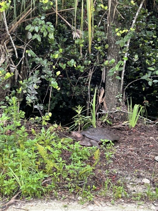 On a même croisé Franklin