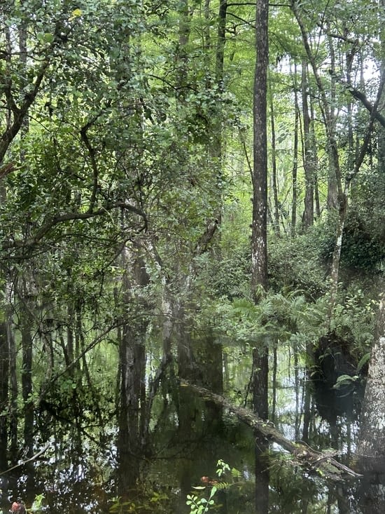Très marécages, les moustiques au rendez-vous