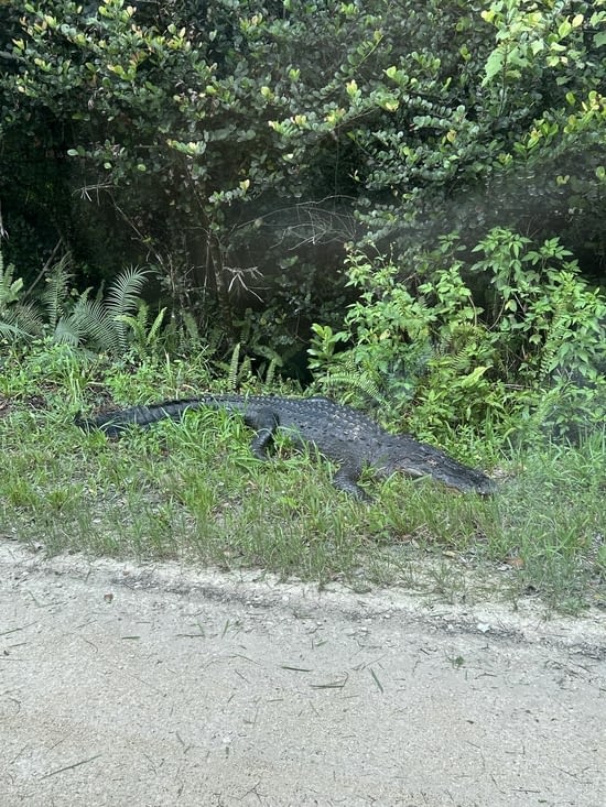 Une bonne vingtaine d’alligators croisés dont un qui a traversé en marchant