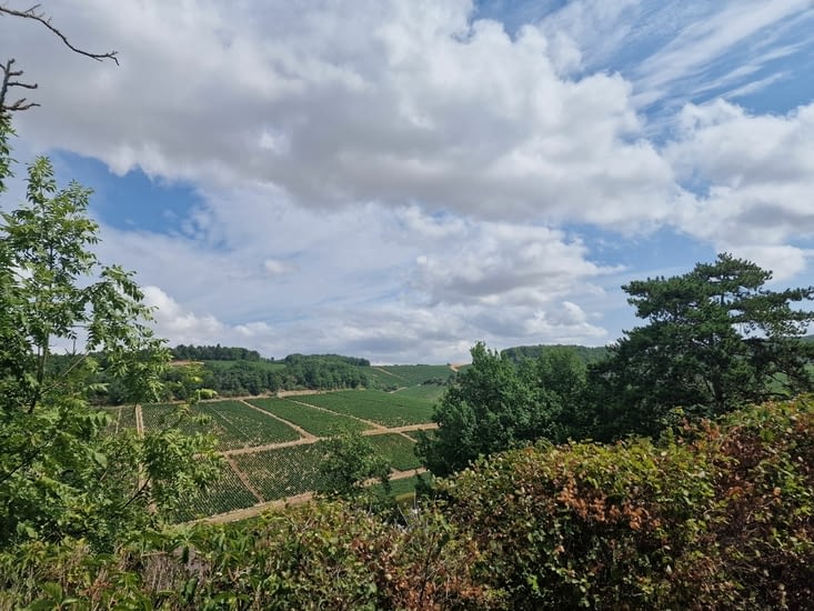 Les vignes de Chablis