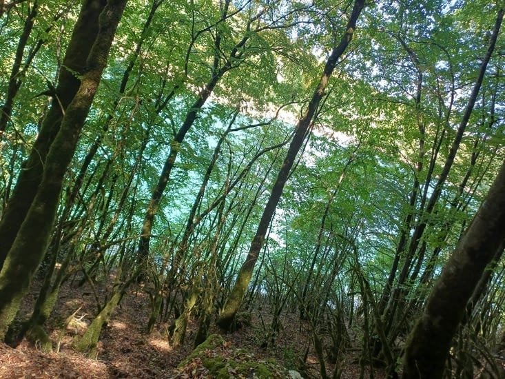 Le sentier de la fôret