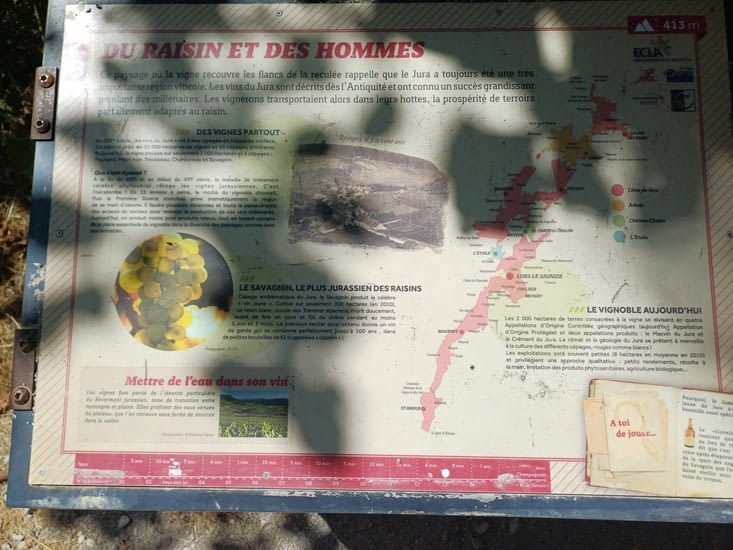 Les vignes de cépage "Savagnin"