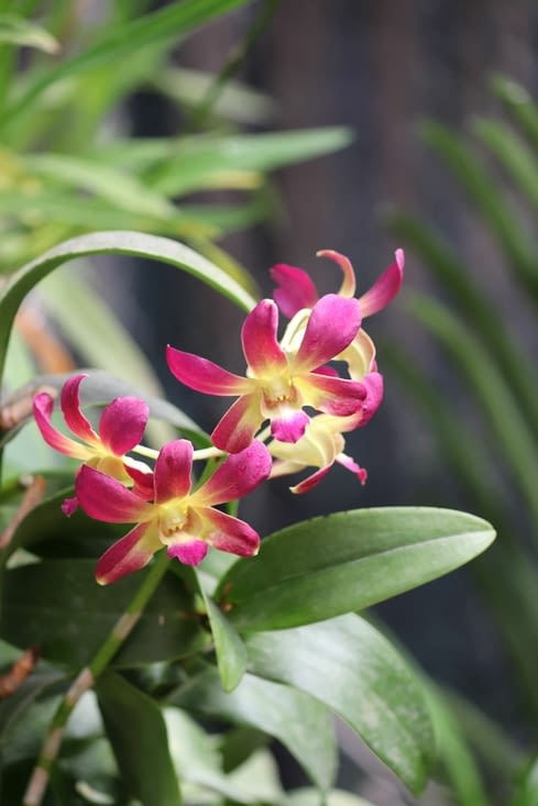 Jardin botanique royal