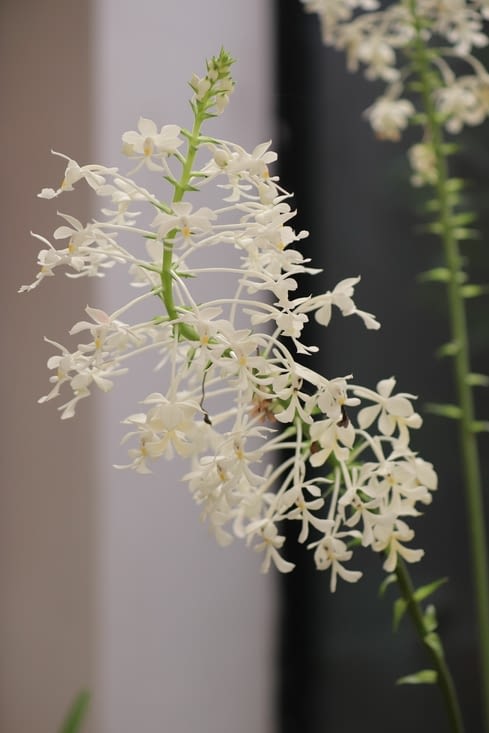 Jardin botanique royal