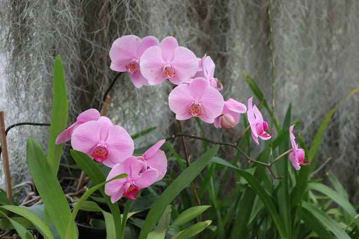 Jardin botanique royal