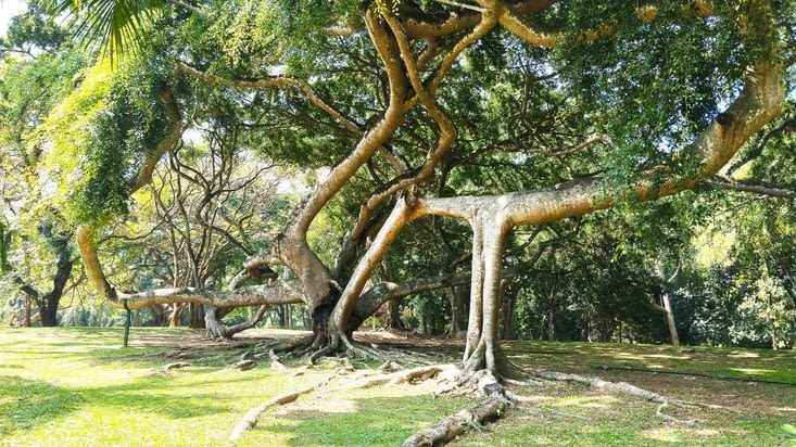 Jardin botanique royal