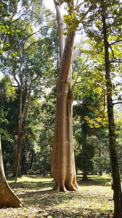 Jardin botanique royal