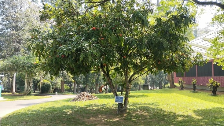 Jardin botanique royal