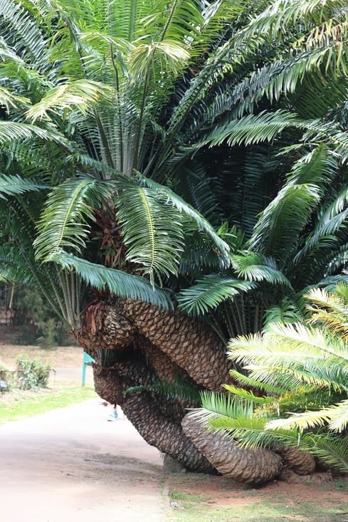 Jardin botanique royal