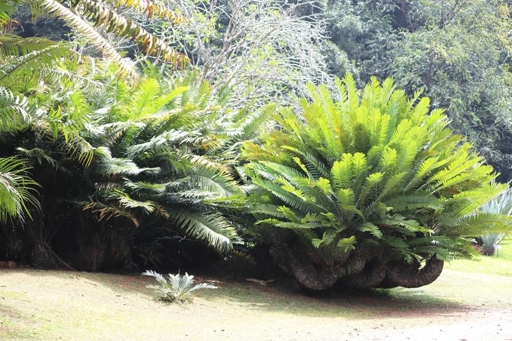 Jardin botanique royal
