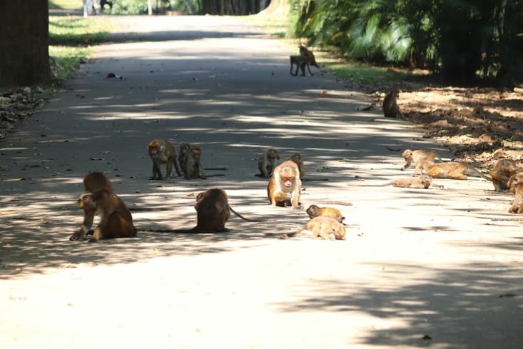 Jardin botanique royal
