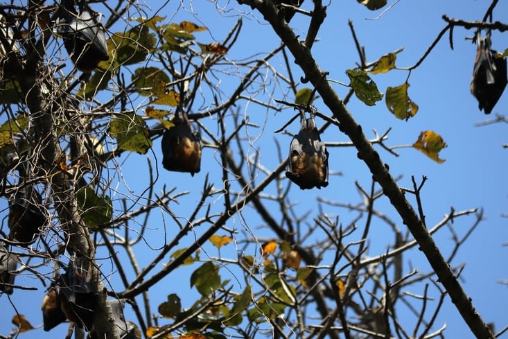 Jardin botanique royal