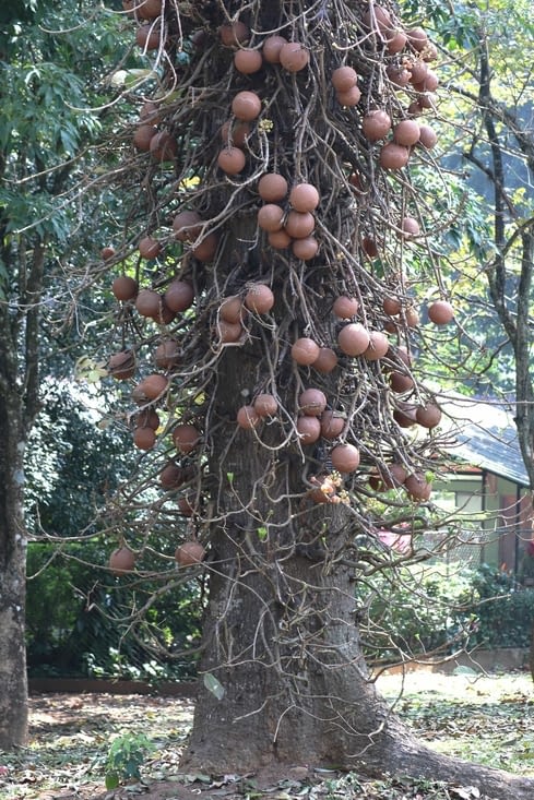 Jardin botanique royal