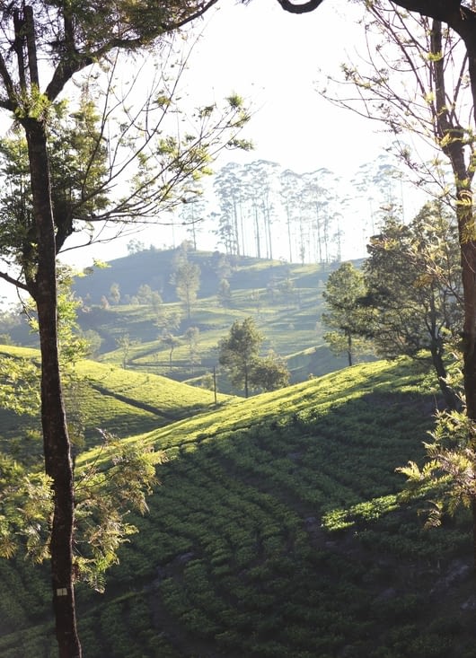 Domaine de Dambatenne