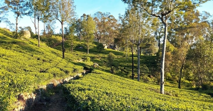 Domaine de Dambatenne