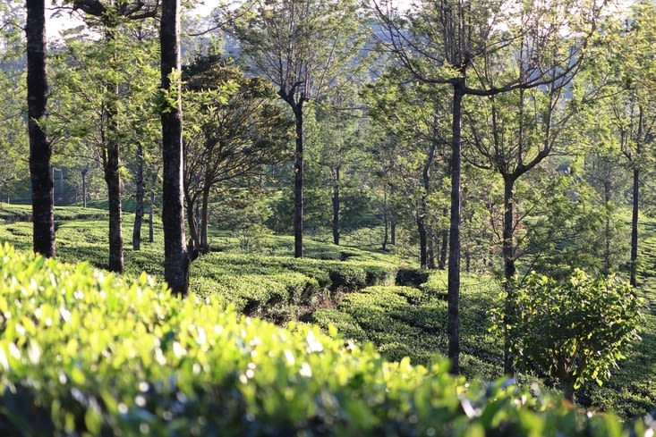 Domaine de Dambatenne