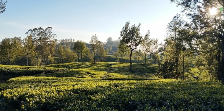Domaine de Dambatenne