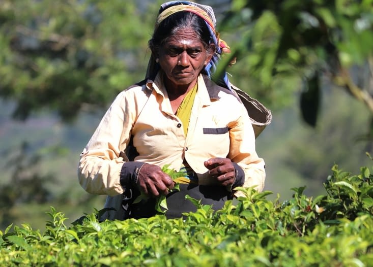 Domaine de Dambatenne