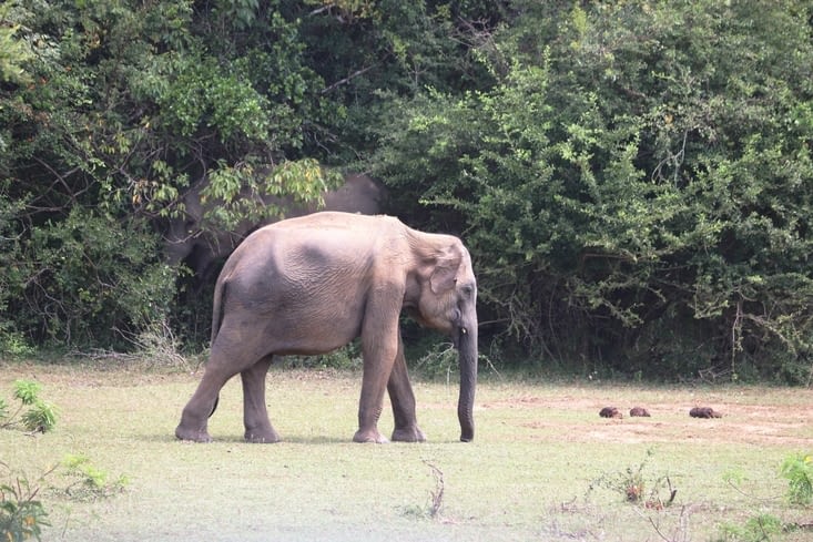 Yala national park