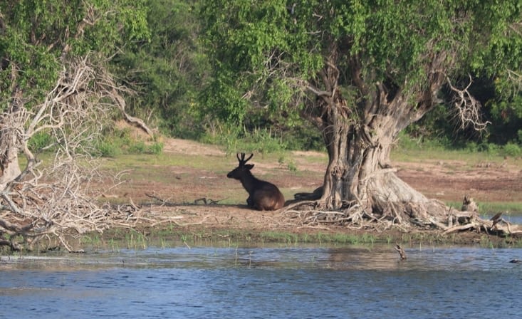 Yala national park