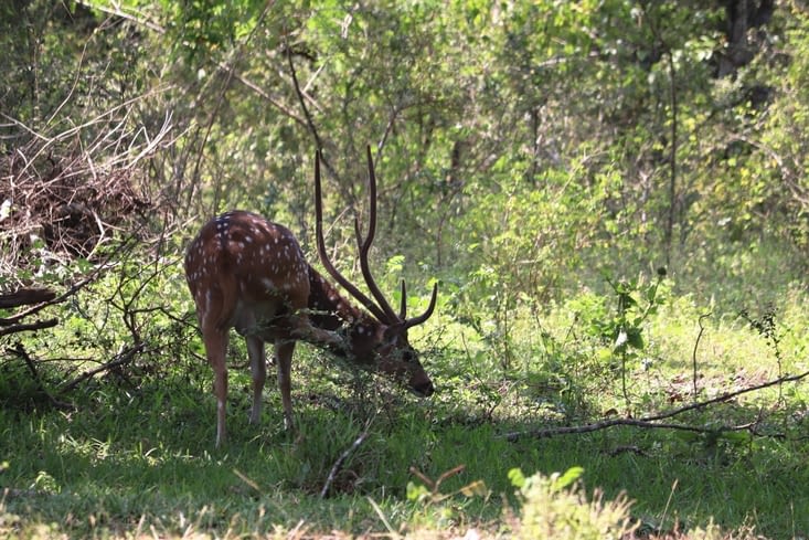 Yala national park