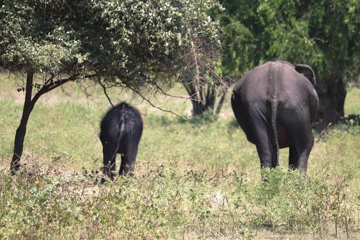 Yala national park