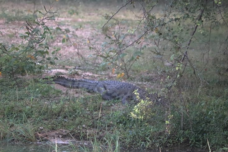 Yala national park