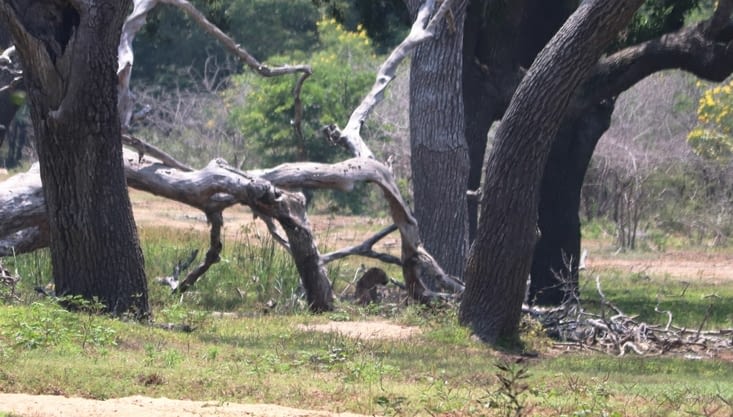 Yala national park