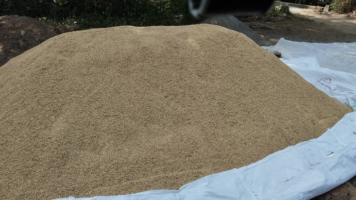Séchage du riz brut