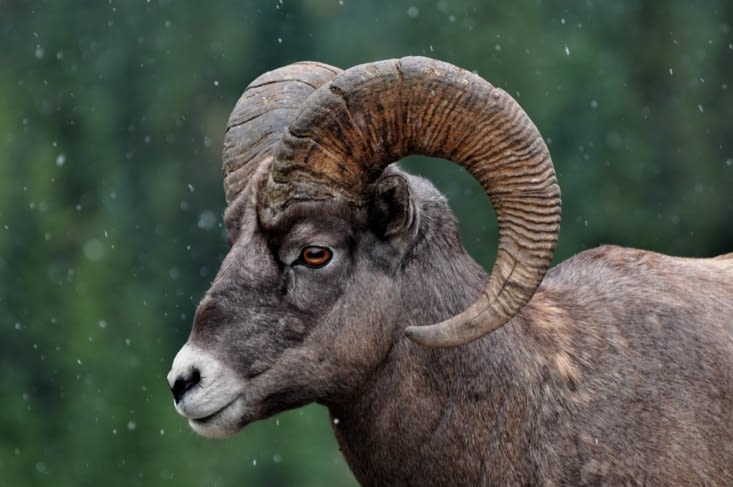 Bighorn sheeps :)