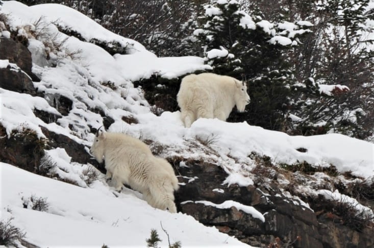 Deux petites Mountain Goats.