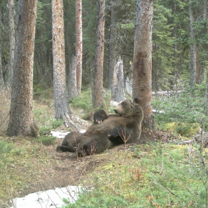 Cet ours résume bien l'état de Marine le lendemain matin :p