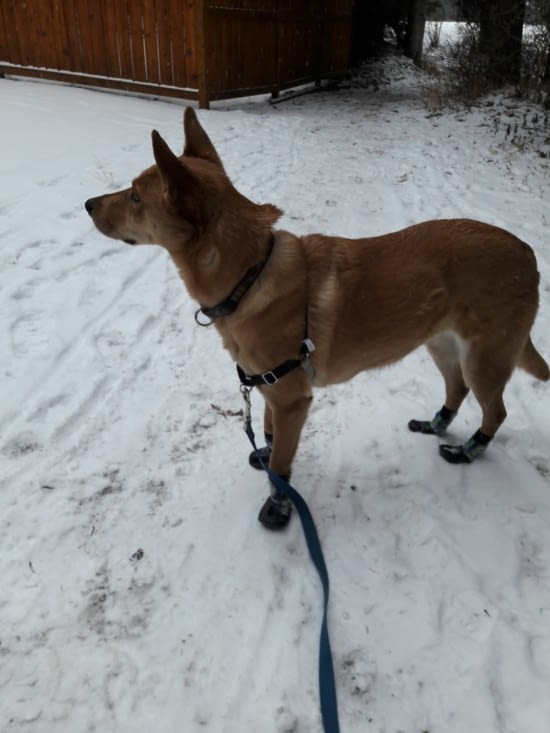 Maggie la petite starlette, à la pointe de la mode canine !