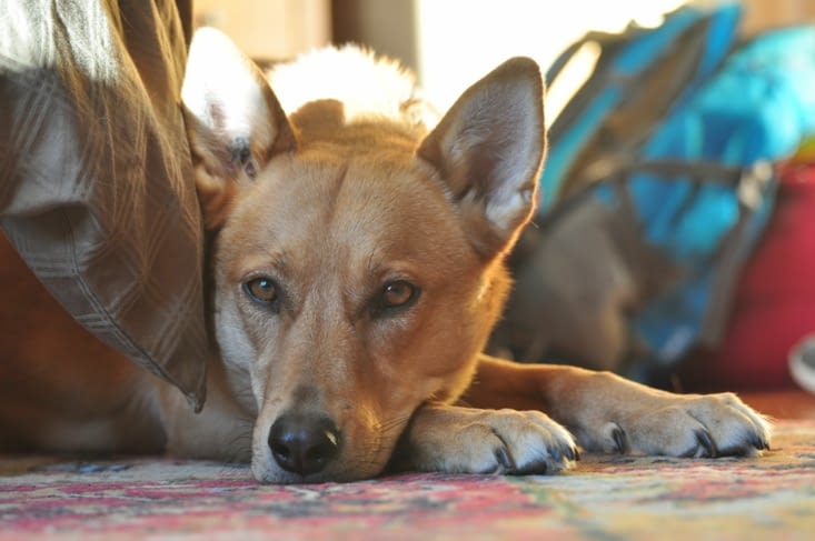 Maggie n'a même pas entendu le Père Noël cette nuit !